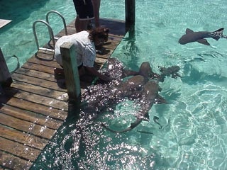Denise and Nurse Sharks, Exumas