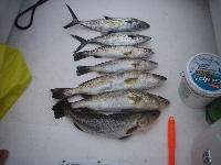 Homosassa Fishing Report