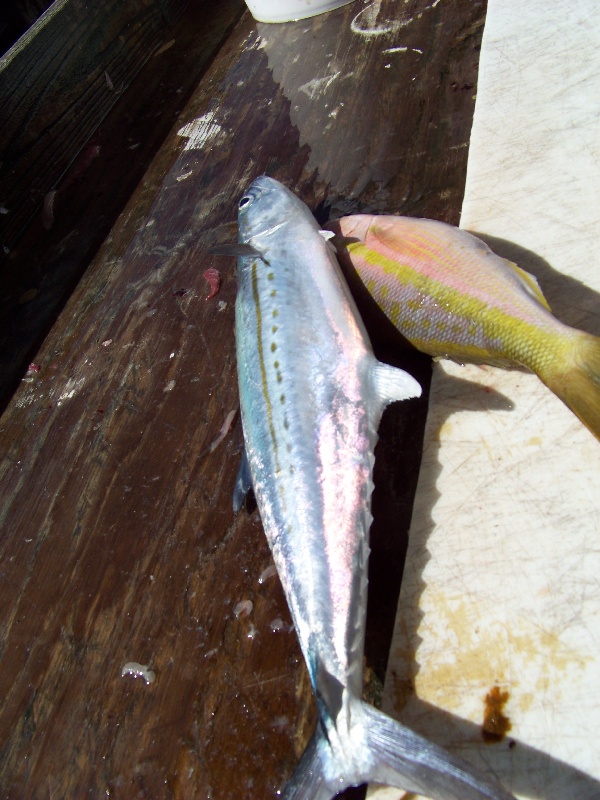 Mackerel near Key Colony Beach