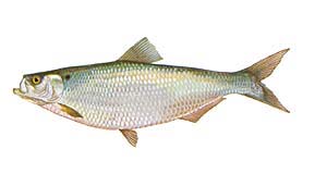 Hickory Shad