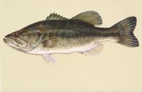 Largemouth Bass