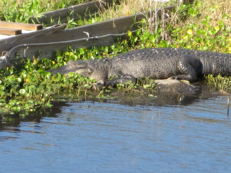 Clewiston fishing photo 3