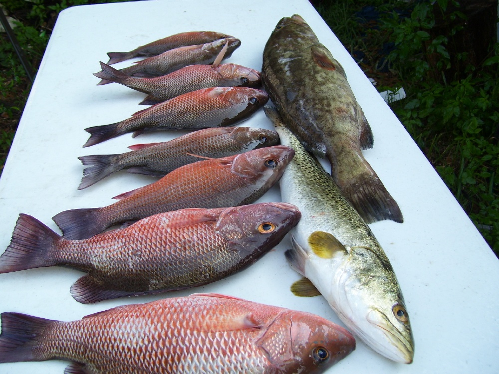 Tampay bay catchin  near Redington Shores