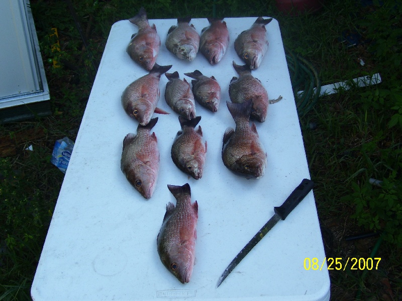 snapper on the table 