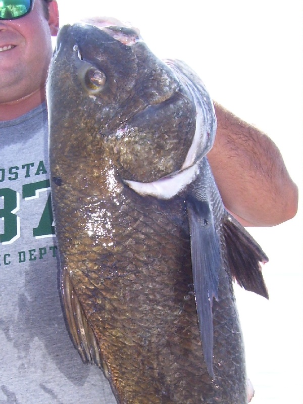 50+ pound black drum 