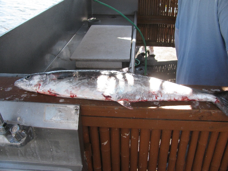 Drift fishing near Jupiter Inlet Colony