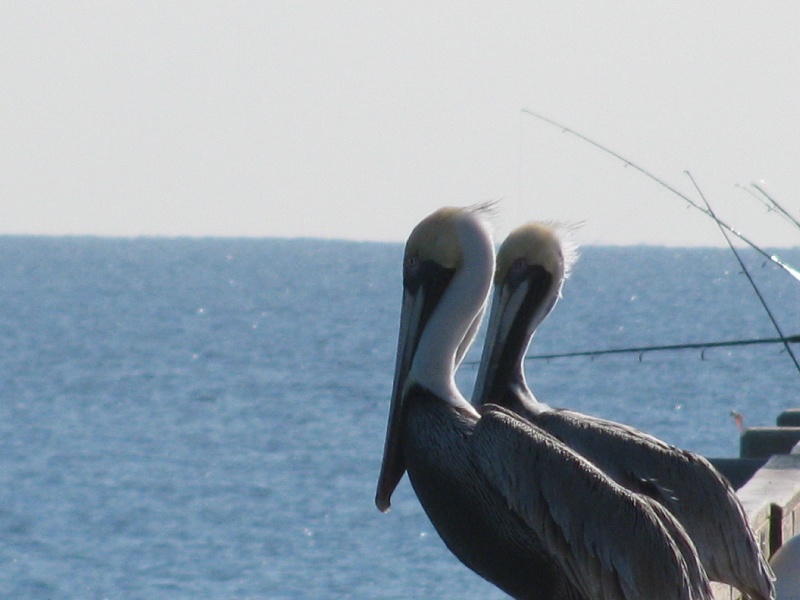 Palm Beach Shores fishing photo 2