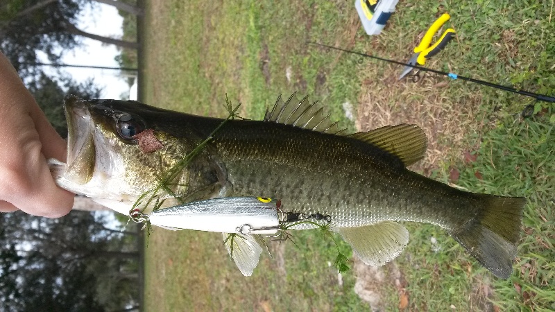 Florida Largemouth near Marco Island