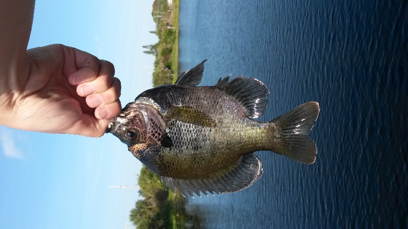 Bluegill Sunfish near Fort Myers Beach