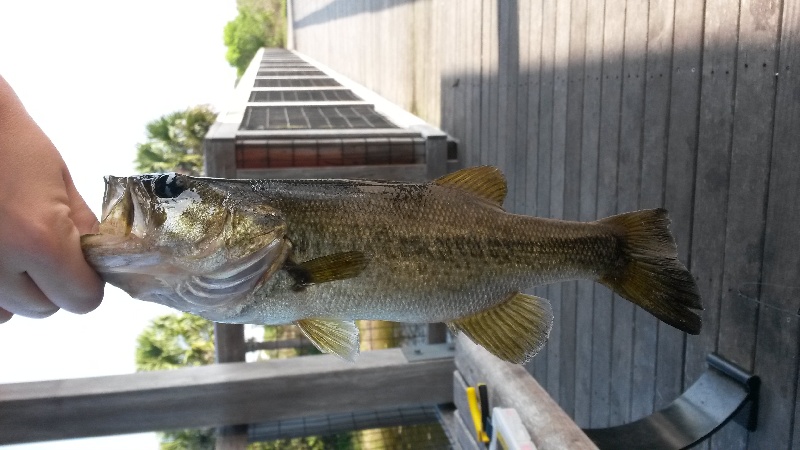 Lil' Largemouth near Naples