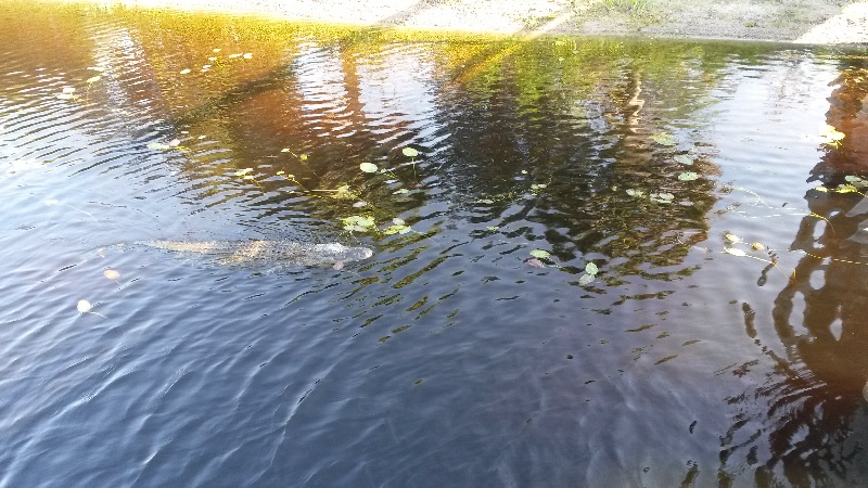 Gator! near Sanibel