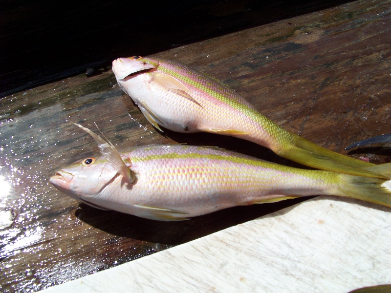 Yellow Snapper near Key Colony Beach