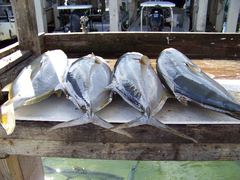 Islamorada fishing photo 3