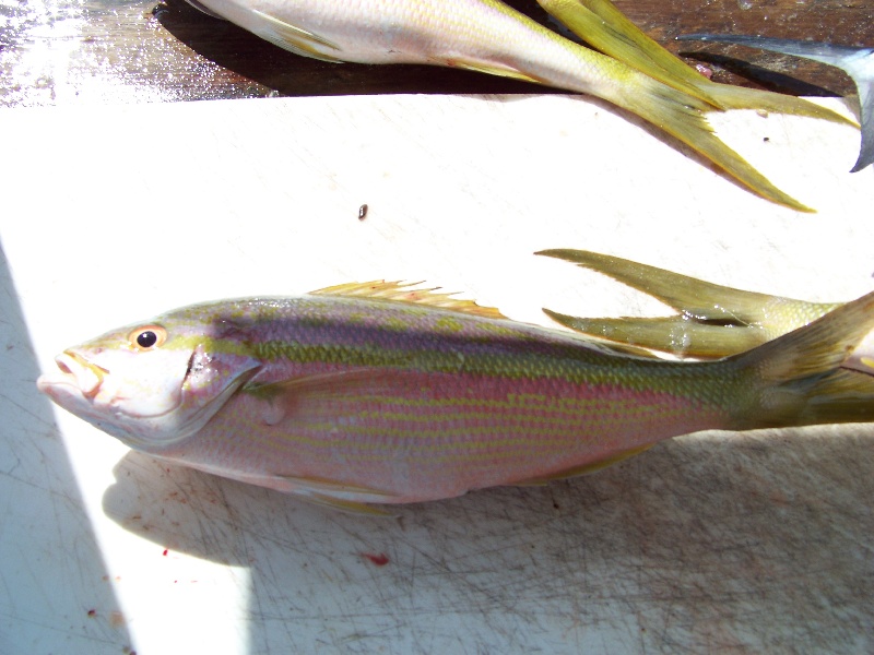 Islamorada fishing photo 2