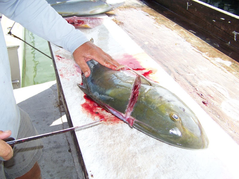 Islamorada fishing photo 0