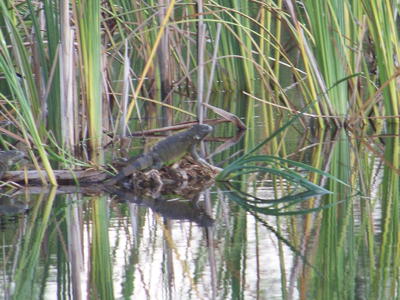 Southwest Ranches fishing photo 5