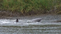 Amelia River