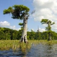 Blue Cypress Lake