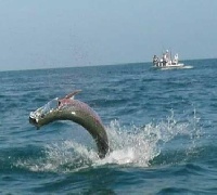 Boca Grande Pass